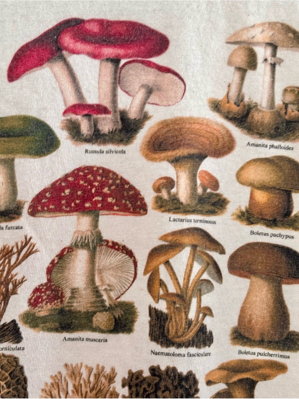 Mushrooms CA Nature Park Graphic Tee - Natural Cream, 💯 cotton - Picture 4 of 5